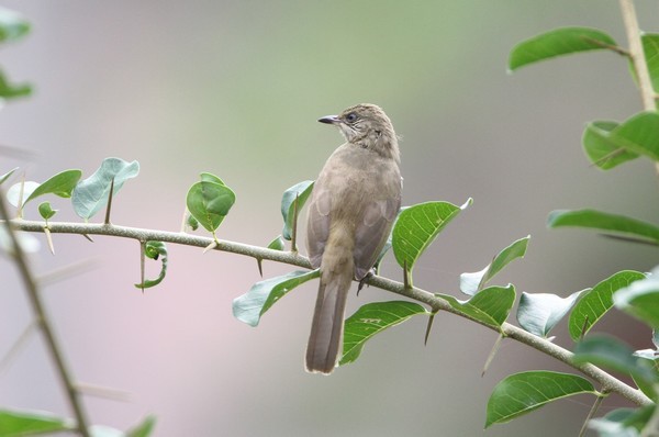 img 1257 bulbul de blanford