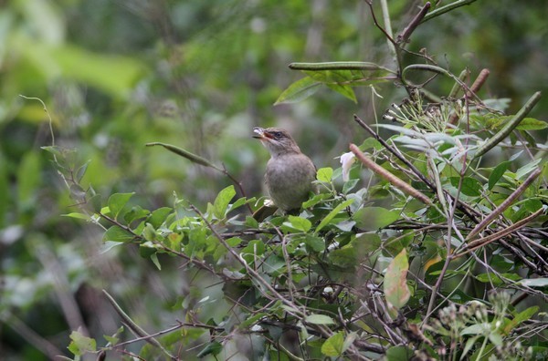 img 1443 bulbul de blanford