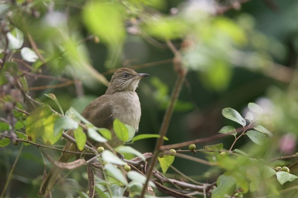 img 8603  bulbul de blanford