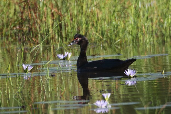 1z3a3394 canard musque femelle 19 05 19