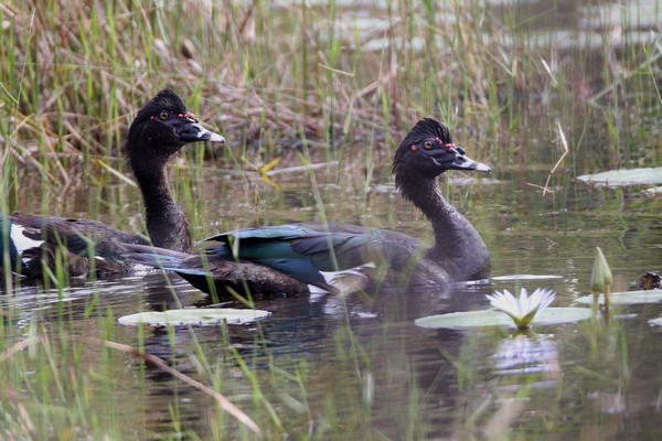 1z3a3834 canard musque 21 05 19