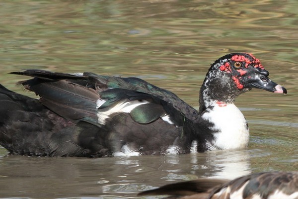 img 2754  canard musque  cairina moschata 28 10 11