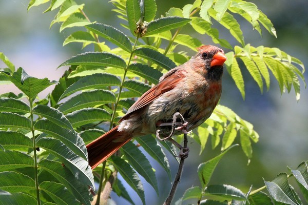 img 0283 cardinal rouge femelle 28 07 10