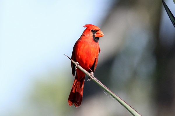 img 5465 cardinal rouge cardinalis cardinalis 18 11 11