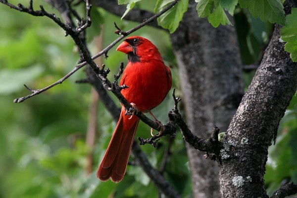 img 7658 cardinal rouge 20 07 10