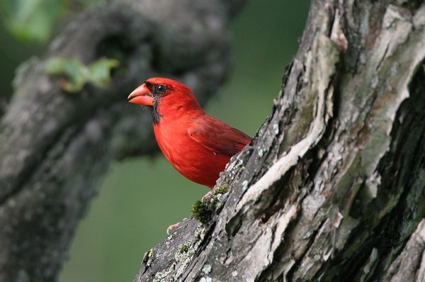 img 7667 cardinal rouge 20 07 10