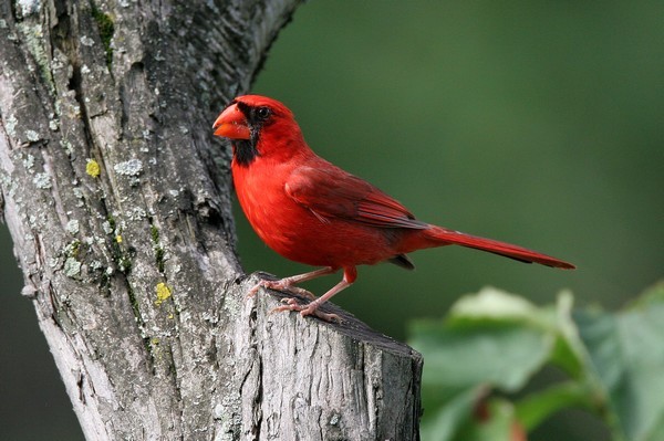 img 7668 cardinal rouge 20 07 10