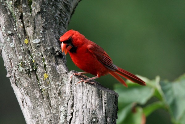 img 7673 cardinal rouge 20 07 10