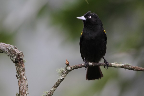 img 0544 cassique a epaulettes cacicus chrysopterus 01 16