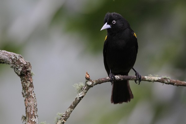 img 0546 cassique a epaulettes cacicus chrysopterus 01 16