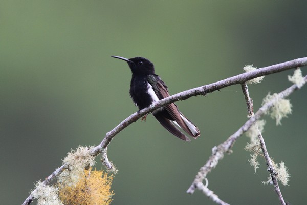 img 7156 colibri demi-deuil 01 16