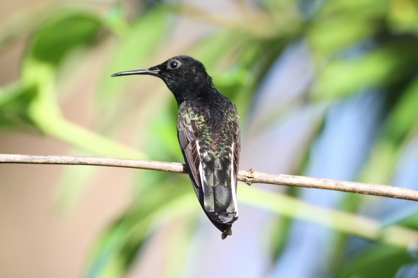 img 9526 colibri demi deuil 01 16