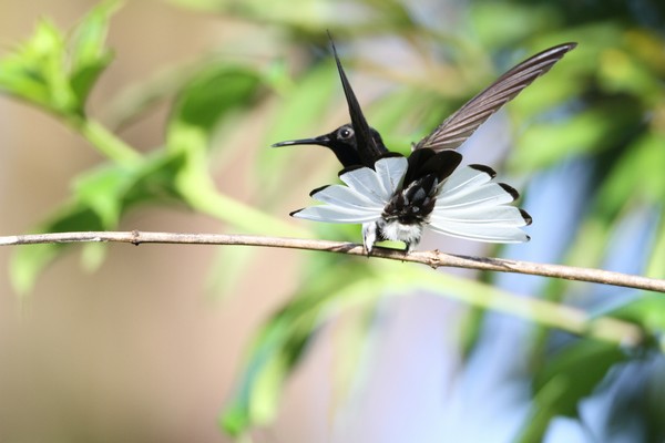 img 9527 colibri demi deuil 01 16