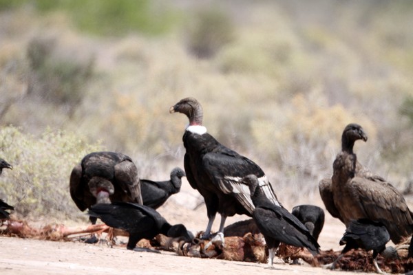 img 0056 condor des andes vultur gryphus 12 10 16