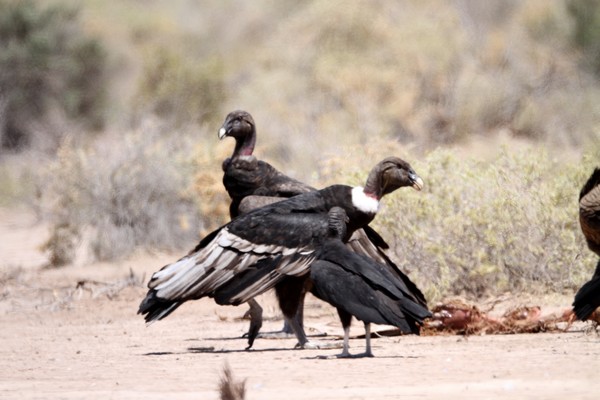 img 0064 condor des andes 12 10 16