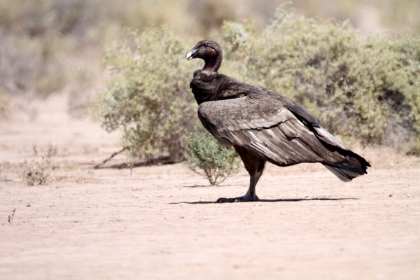 img 0068 condor des andes 12 10 16