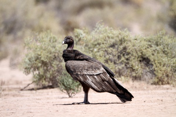 img 0070 condor des andes 12 10 16