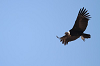 img_0077_condor_des_andes_12_10_16_mini.png