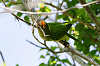 img_3481_conure_a_front_rouge_04_11_11_mini.png