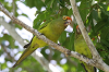 img_3483_conure_a_front_rouge_04_11_11_mini.png