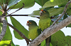 img_3516_conure_a_front_rouge_04_11_11_mini.png