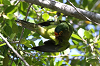 img_3524_conure_a_front_rouge_04_11_11_mini.png