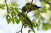 img_9840_conure_a_front_rouge_04_11_11_mini.png
