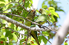 img_9889_conure_a_front_rouge_04_11_11_mini.png