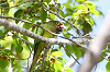 img_9893_conure_a_front_rouge_04_11_11_mini.png