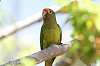 img_9897_conure_a_front_rouge_04_11_11_mini.png