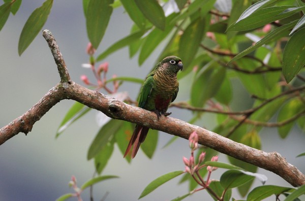 img 0204 conure de vieillot 01 16