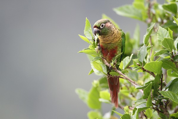 img 0561 conure de vieillot 01 16