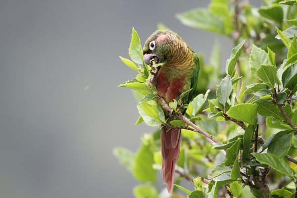 img 0564 conure de vieillot 01 16