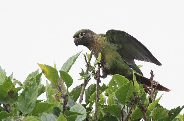 img 1525 conure de vieillot 01 16