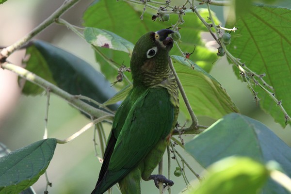 img 6491 conure de vieillot pyrrhura frontalis 01 16