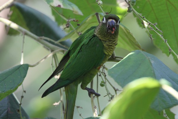 img 6496  conure de vieillot pyrrhura frontalis 01 16