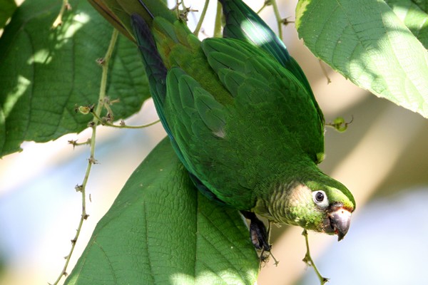 img 7231 conure de vieillot pyrrhura frontalis 01 16