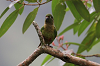 img_0225_conure_de_vieillot_01_16_mini.png