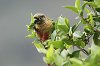 img_1607_conure_de_vieillot_01_16_mini.png