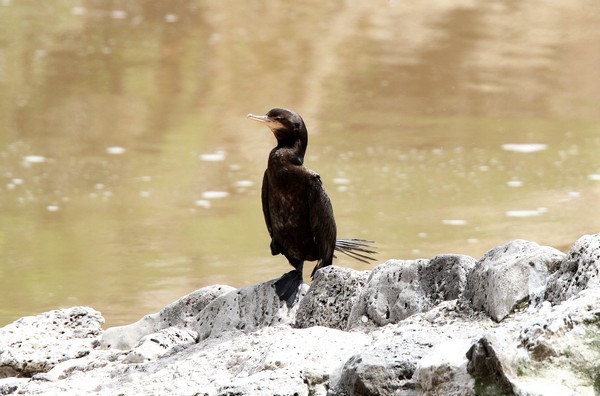 img 3493 cormoran vigua phalacrocorax brasilianus brasilianus 21 10 16
