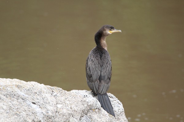 img 3513 cormoran vigua phalacrocorax brasilianus brasilianus 21 10 16