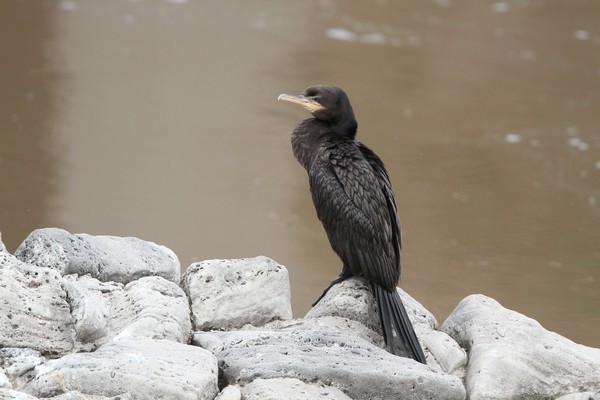 img 3517 cormoran vigua phalacrocorax brasilianus brasilianus 21 10 16