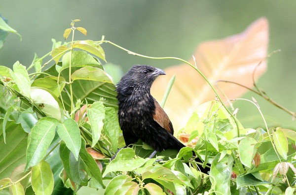 img 9350 coucal noirou 07 12