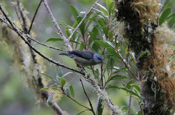 img 9192 dacnis a pattes noires 01 16