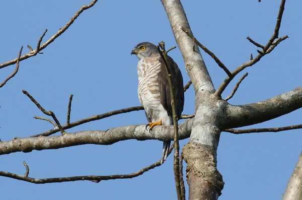 1z3a0184 epervier besra accipiter virgatus nisoides 21 01 2020