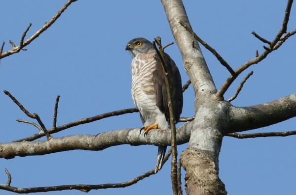 1z3a0185 epervier besra accipiter virgatus nisoides 21 01 2020