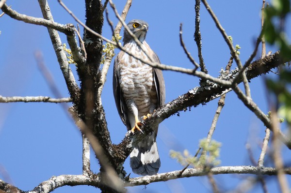 1z3a1162 epervier besra accipiter virgatus nisoides 26 01 2020