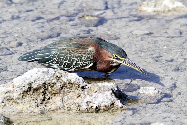 img 4870 heron vert butorides virescens 12 11 11