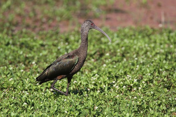 img 3775 ibis a face blanche plegadis chihi 22 10 16