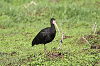 img_3781_ibis_a_face_nue_phimosus_infuscatus_infuscatus_22_10_16_mini.png